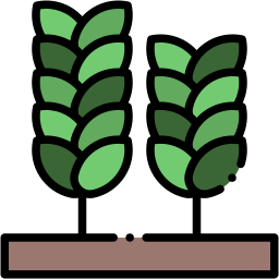 wheat lineal-color icon